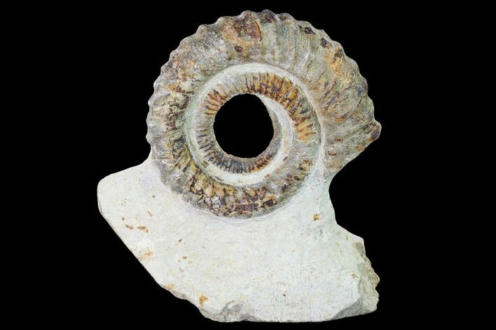 Early Devonian Ammonoid (Anetoceras) - Tazarine, Morocco #154319